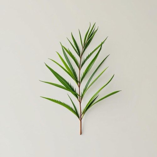 Serenoa repens (palmė) vaisiai ir lapai