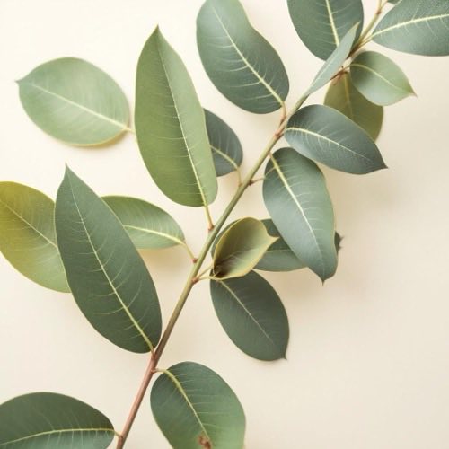 Extract de eucalipt plantă Eucalyptus globulus