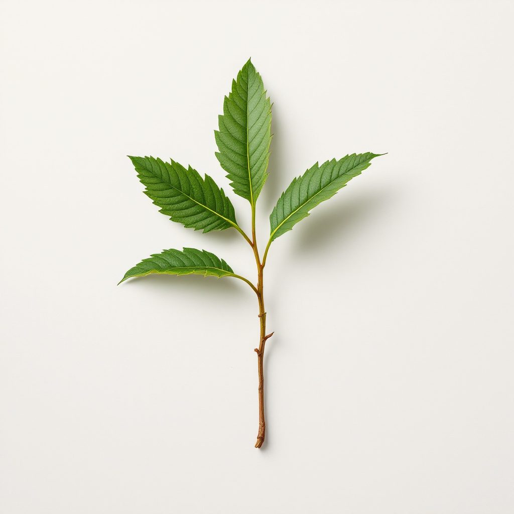 Camphor ingredient