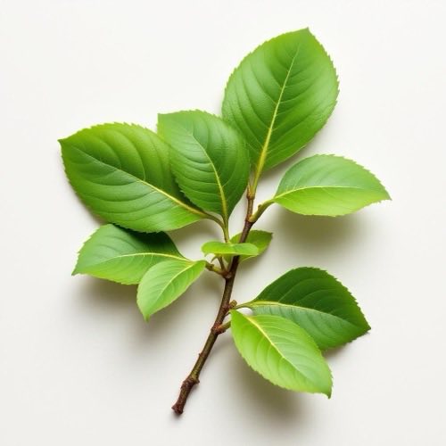 Gymnema sylvestre leaves on neutral background