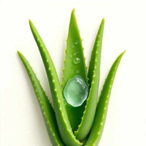 Aloe vera fresco en hojas verdes con gel transparente