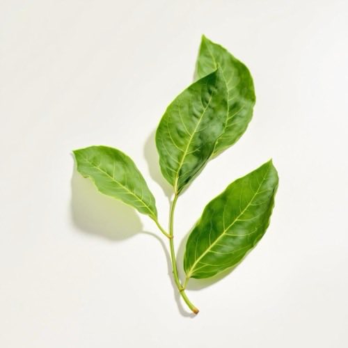 Hojas de té verde secas en primer plano