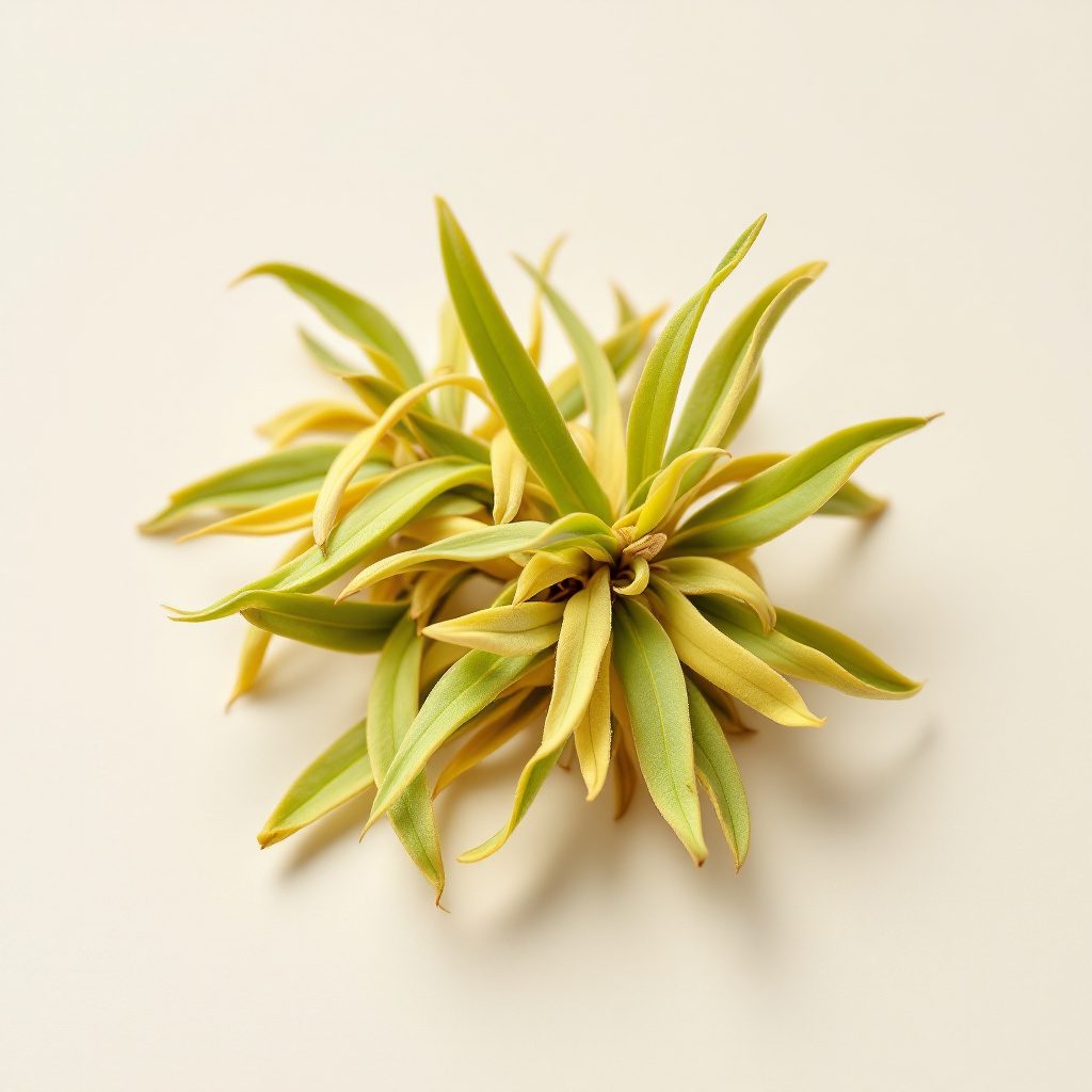 Serenoa repens (saw palmetto)