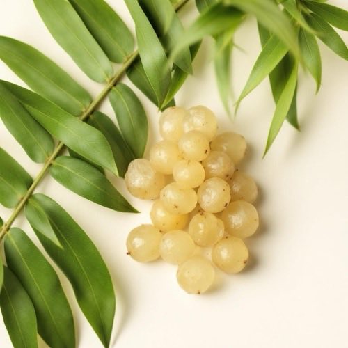 Owoce palmy sabałowej saw palmetto