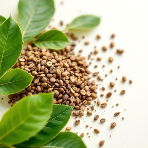 Boabe de cafea verde crude