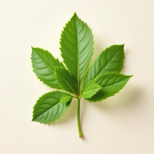 Extract de coada-șoricelului - plantă medicinală cu flori albe