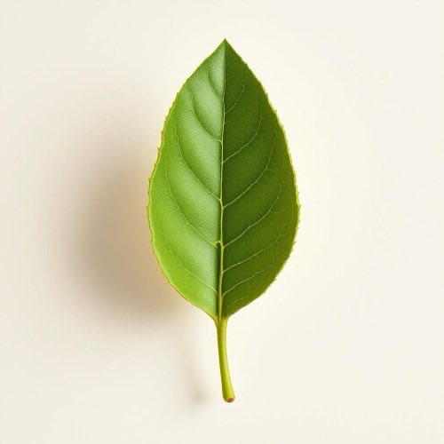 Fructe de păducel pe ramură în lumina naturală