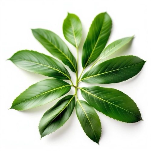 Fructe de palmier pitic saw palmetto