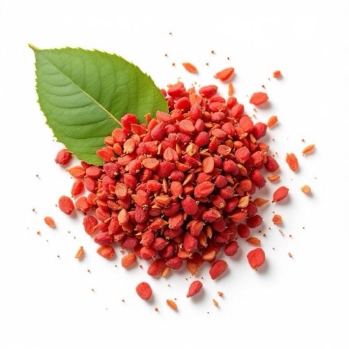 Fructe de schisandra chinensis pe ramură