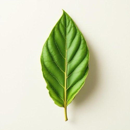 Frunze de ceai verde matcha proaspăt măcinate