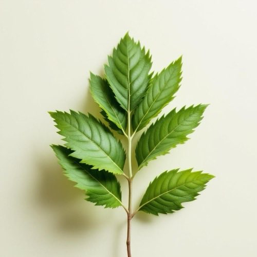 Frunze de măslin proaspete pe fundal natural