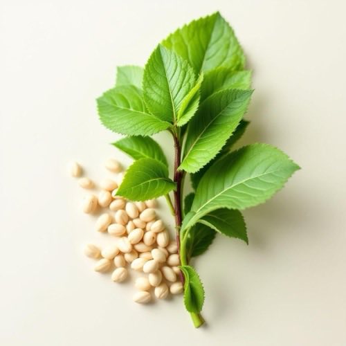 Mentă proaspătă frunze verzi