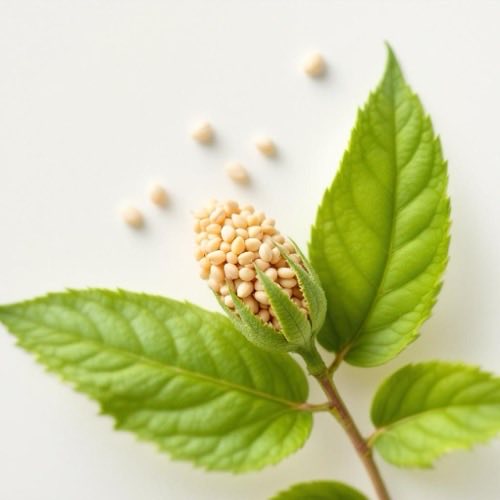 Păducel plantă medicinală