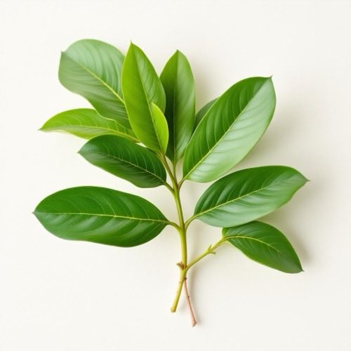 Palmier pitic, Serenoa repens, fructe de saw palmetto