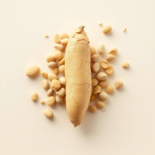 Rădăcină de ginseng uscată pe fundal neutru