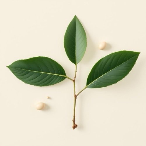 Rădăcină de scorțișoară Ceylon pe fundal neutru