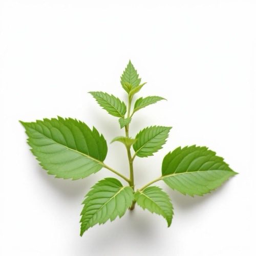 Rădăcină de urzică, Urtica dioica