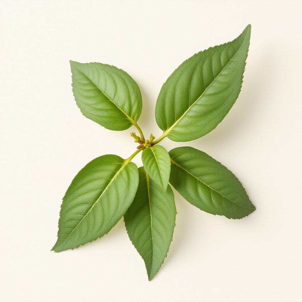 Kantarion (Hypericum perforatum)