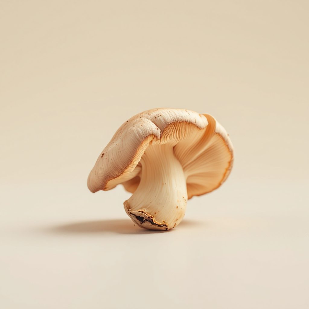 Shiitake (Lentinula edodes)