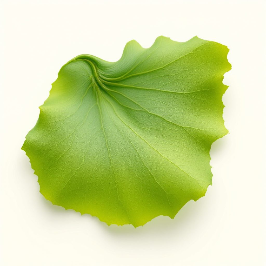 Ginkgo Biloba leaf