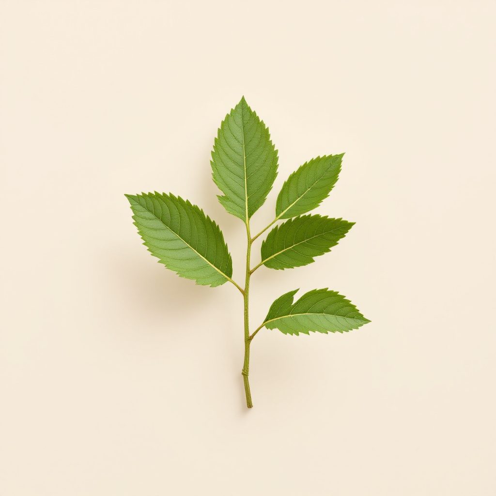 Boswellia serrata ekstrakti