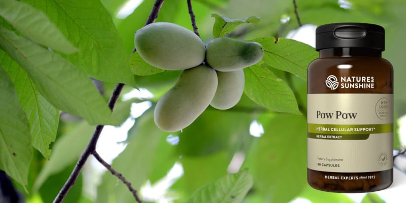 paw paw